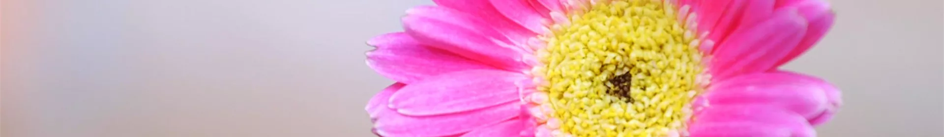 Gerbera - Einpflanzen im Garten - Rosengut Langerwisch