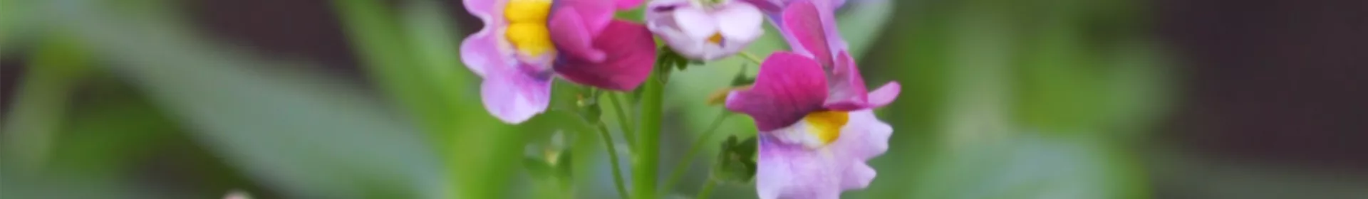 Elfenspiegel - Einpflanzen im Garten - Rosengut Langerwisch