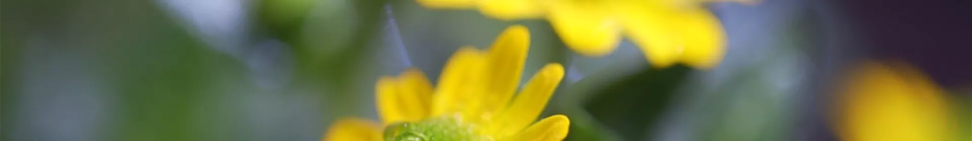 Husarenknopf - Einpflanzen im Garten - Rosengut Langerwisch