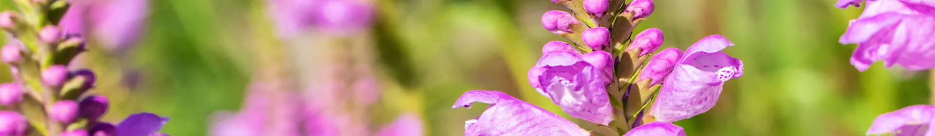 Gelenkblume - Einpflanzen im Garten - Rosengut Langerwisch
