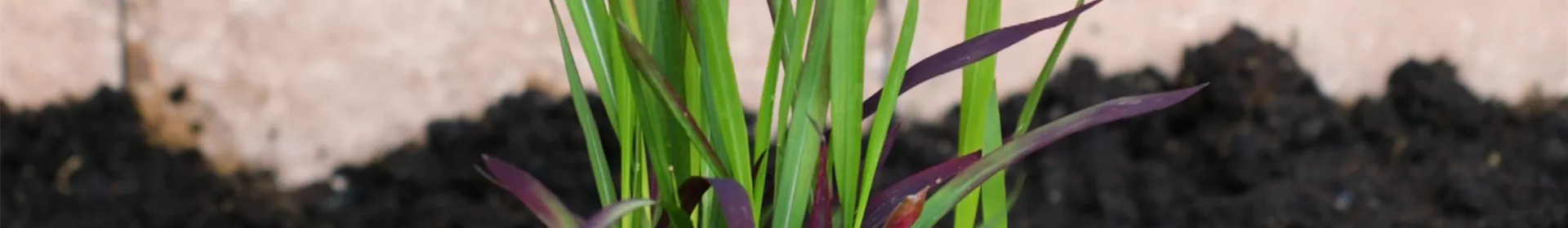 Japanisches Blutgras - Einpflanzen im Garten - Rosengut Langerwisch