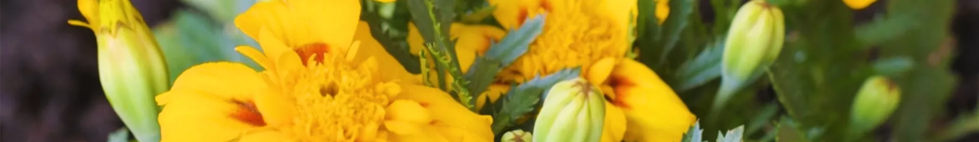 Studentenblume - Einpflanzen im Garten - Rosengut Langerwisch