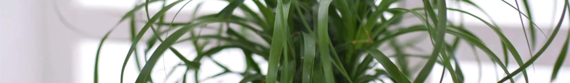 Elefantenfuß - Einpflanzen in ein Gefäß - Rosengut Langerwisch