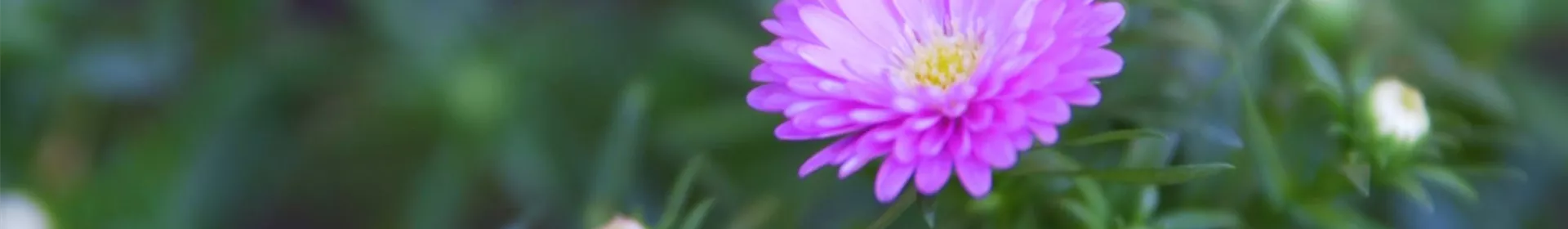 Glattblatt Aster - Einpflanzen im Garten - Rosengut Langerwisch