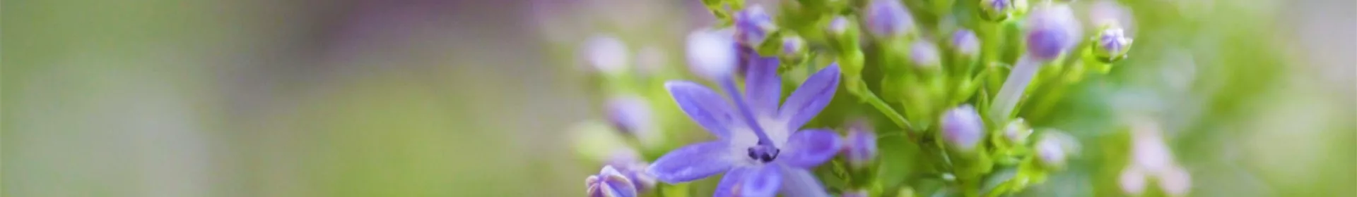 Blaues Halskraut - Einpflanzen im Garten - Rosengut Langerwisch