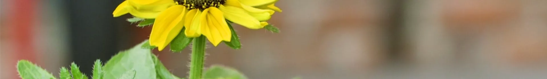 Rauher Sonnenhut - Einpflanzen im Garten - Rosengut Langerwisch