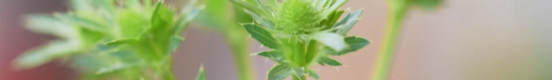 Edeldistel - Einpflanzen im Garten - Rosengut Langerwisch