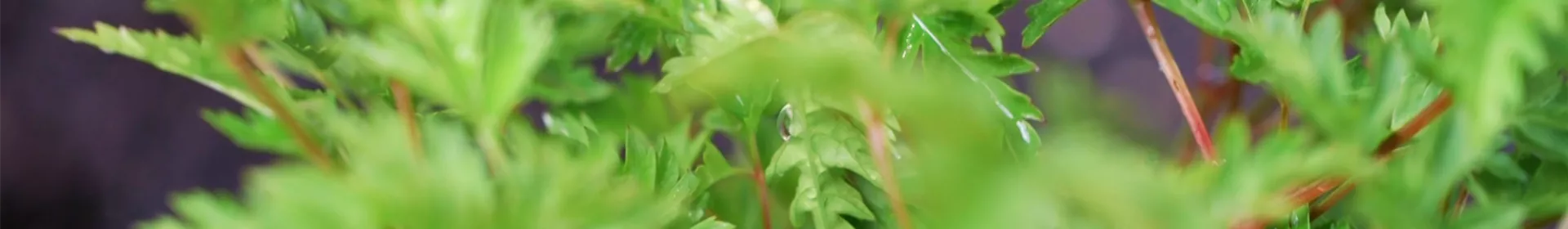 Geißbart - Einpflanzen im Garten - Rosengut Langerwisch