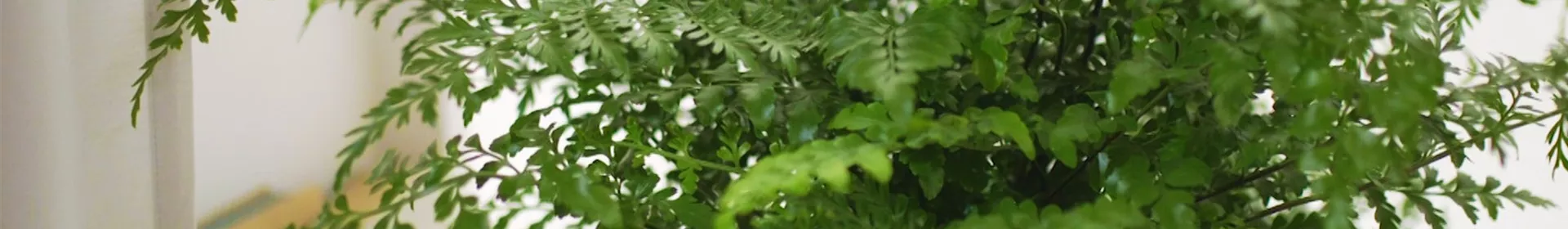 Nestfarn - Einpflanzen in ein Gefäß - Rosengut Langerwisch