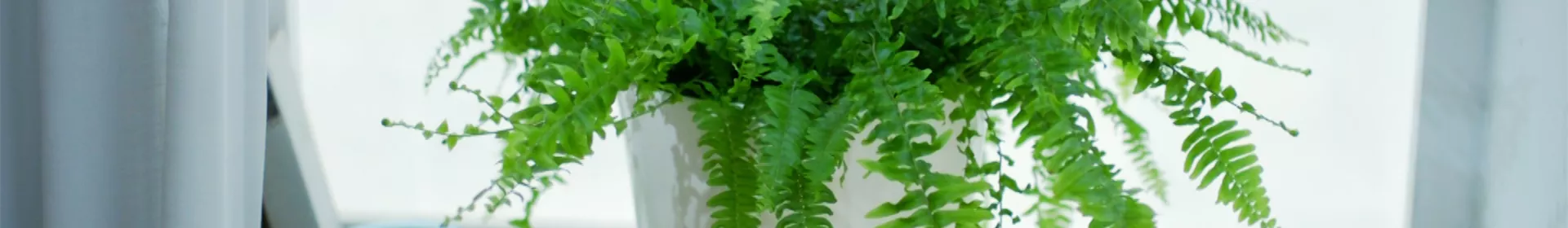 Schwertfarn - Einpflanzen in ein Gefäß - Rosengut Langerwisch