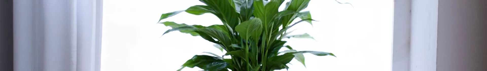 Scheidenblatt - Einpflanzen in ein Gefäß - Rosengut Langerwisch