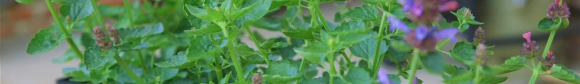 Duftnessel - Einpflanzen im Garten - Rosengut Langerwisch