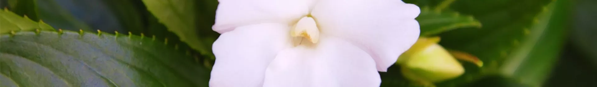 Edellieschen - Einpflanzen im Garten - Rosengut Langerwisch