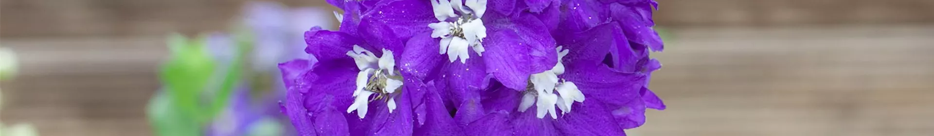 Rittersporn . Einpflanzen im Garten - Rosengut Langerwisch