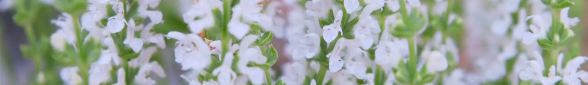 Steppensalbei - Einpflanzen im Garten - Rosengut Langerwisch