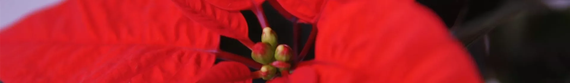 Weihnachtsstern - Umtopfen - Rosengut Langerwisch