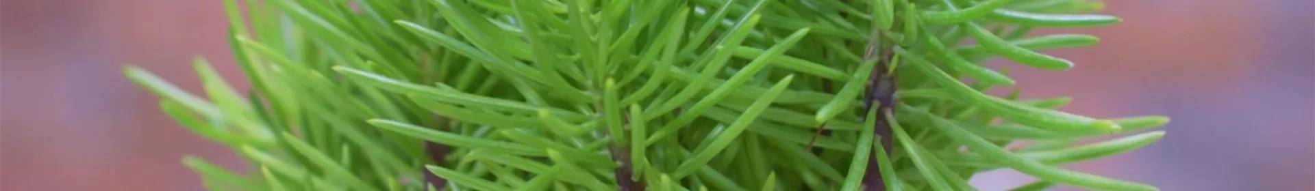 Senecio Himalaya - Umtopfen - Rosengut Langerwisch