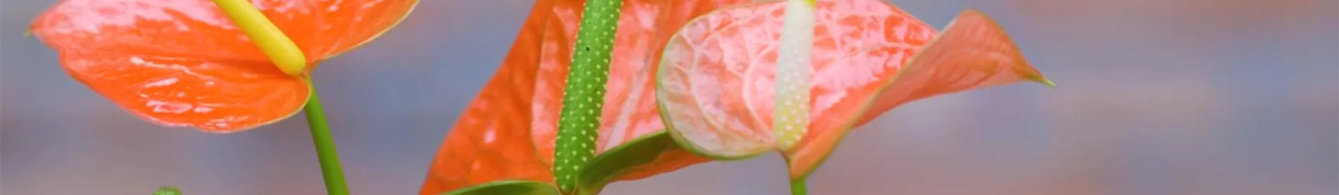 Flamingoblume - Umtopfen - Rosengut Langerwisch