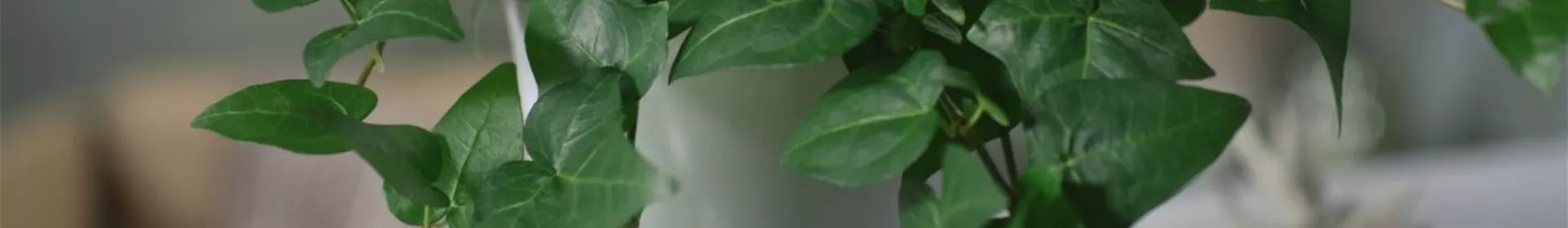 Videos - Rosengut Langerwisch