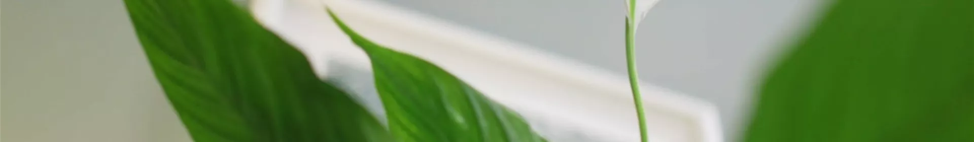 Zimmerpflanzenportrait - Einblatt - Rosengut Langerwisch