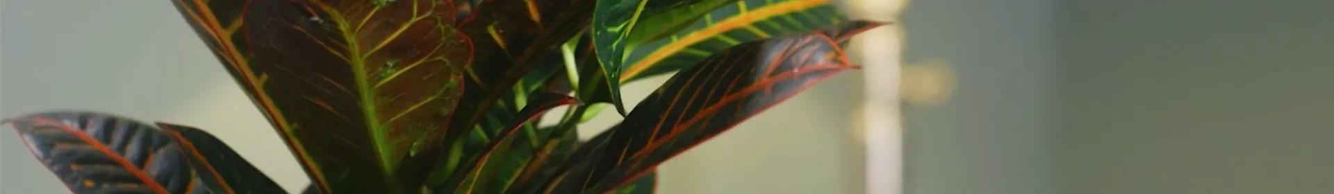 Zimmerpflanzenportrait - Wunderstrauch - Rosengut Langerwisch