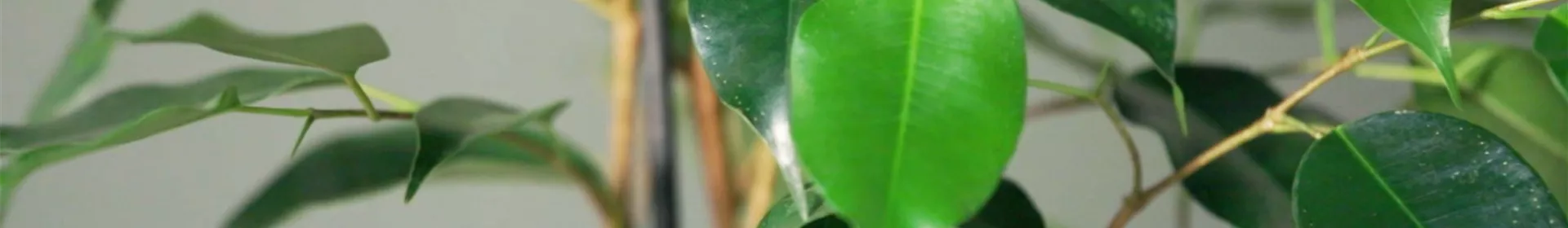 Zimmerpflanzenportrait - Birkenfeige - Rosengut Langerwisch