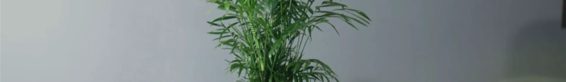 Zimmerpflanzenportrait - Bergpalme - Rosengut Langerwisch