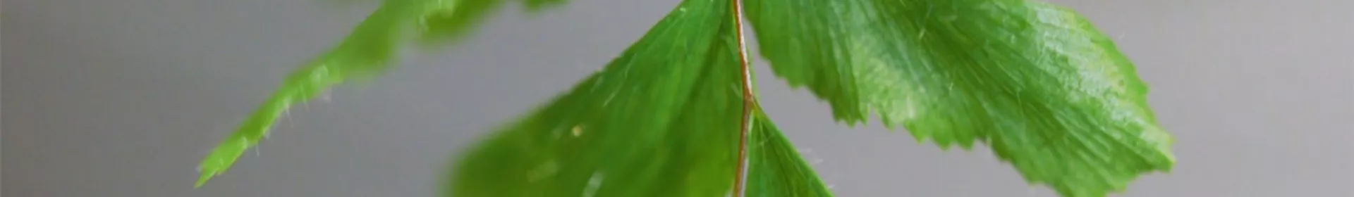 Frauenhaarfarn - Umtopfen - Rosengut Langerwisch