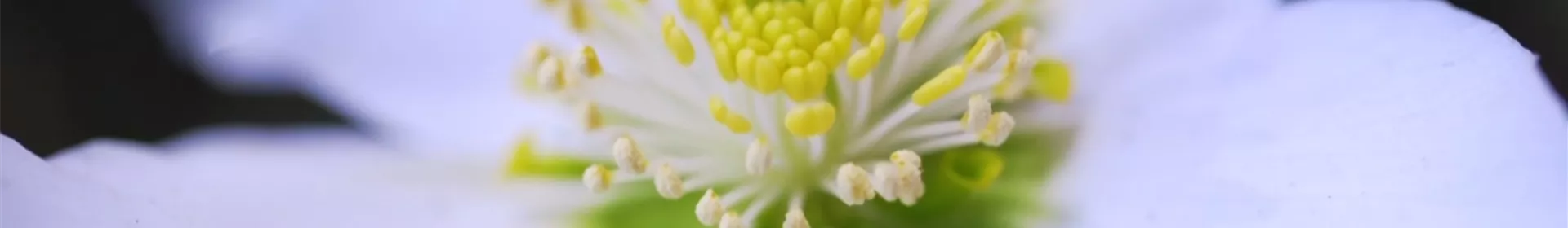 Christrose - Einpflanzen im Garten - Rosengut Langerwisch