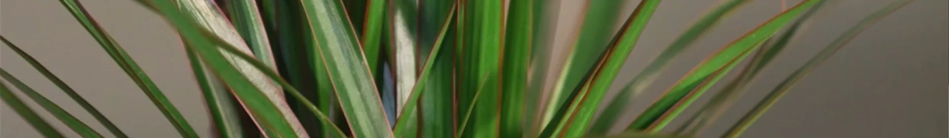 Zimmerpflanzenportrait - Drachenbaum - Rosengut Langerwisch