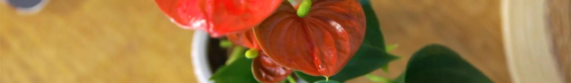 Zimmerpflanzenportrait - Flamingoblume - Rosengut Langerwisch