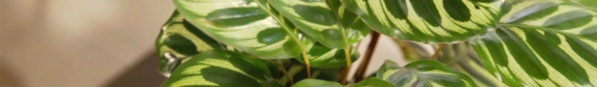 Zimmerpflanzenportrait - Korbmarante - Rosengut Langerwisch