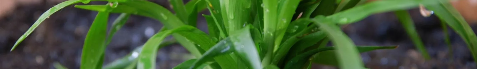 Waldmarbel - Einpflanzen im Garten - Rosengut Langerwisch