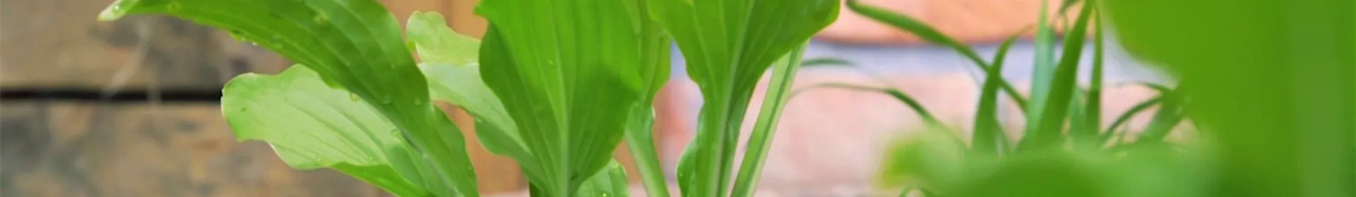 Funkie - Einpflanzen im Garten - Rosengut Langerwisch