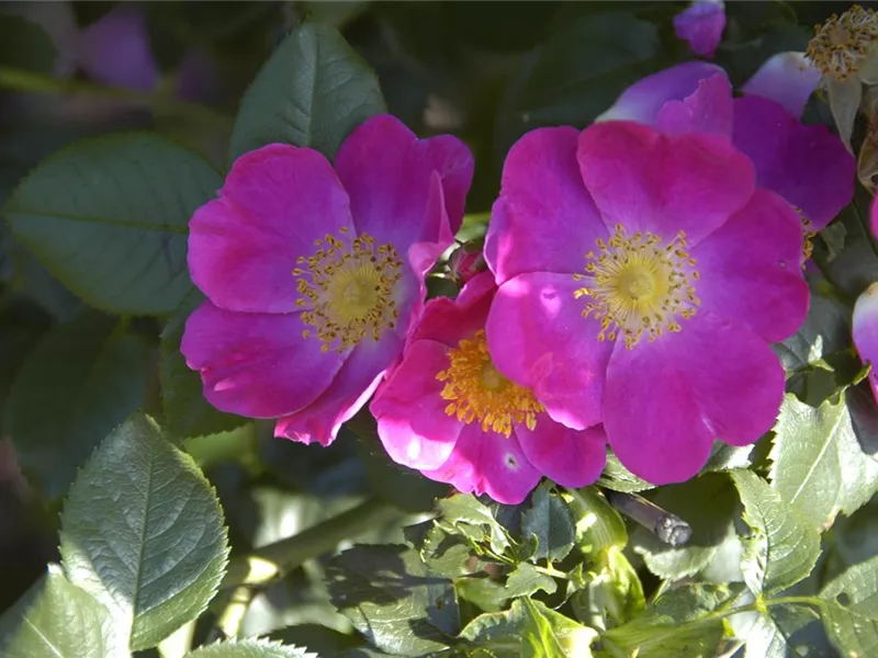 Rosa 'Rosa canina 'Kiese®'