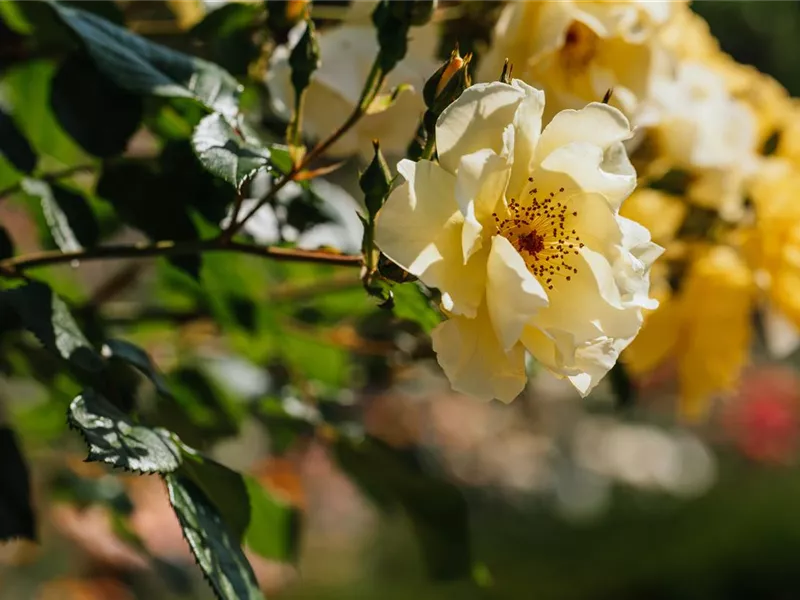 Rosa Rosa pimpinellifolia 'Frühlingsgold®'