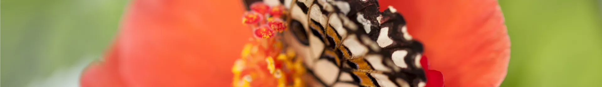 Der Experimentiergarten: es gibt Viel zu entdecken! - Rosengut Langerwisch