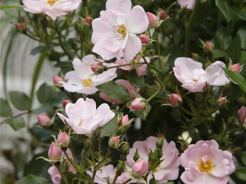 Rosa 'Sternenhimmel®'