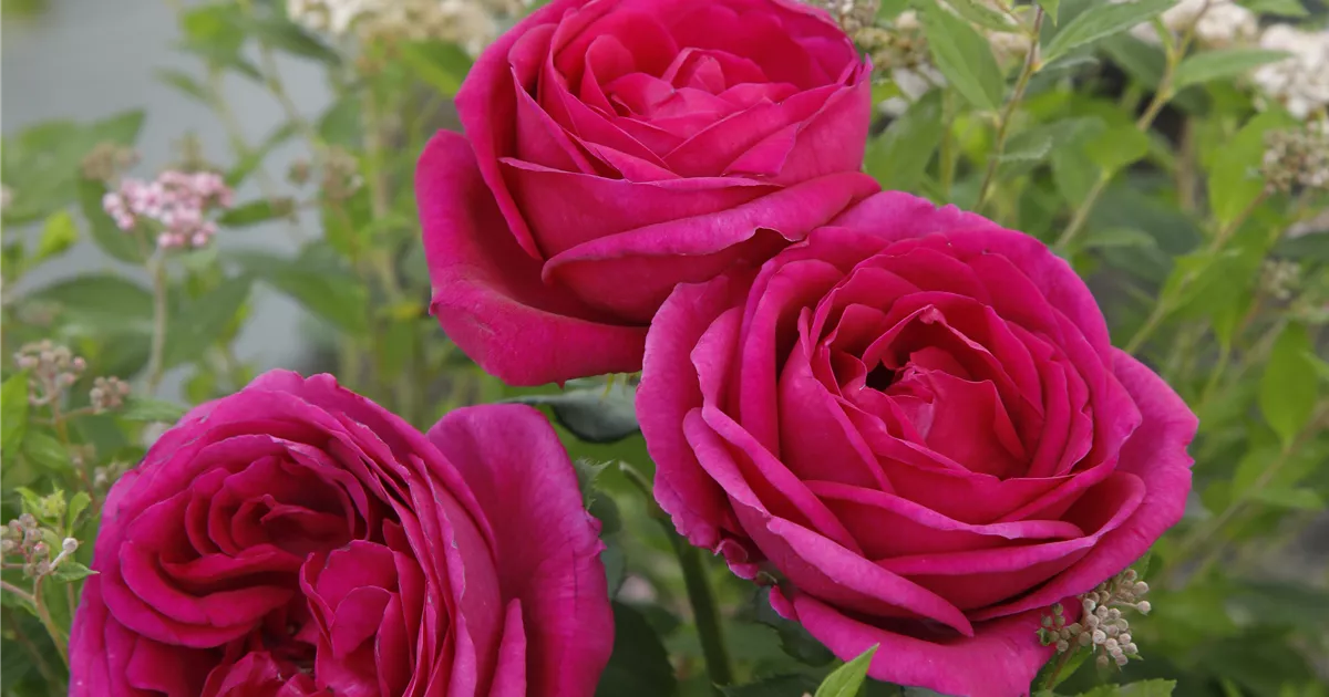 Beetrose 'Für Elise' Violett - Duftrose Im 5 Liter Topf