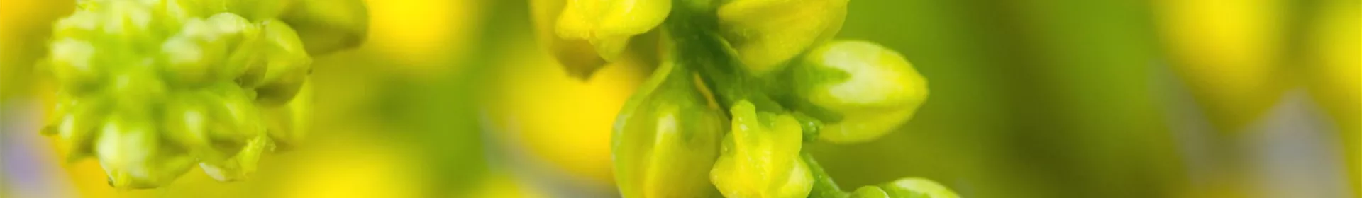 Goldtröpfchen - Einpflanzen im Garten - Rosengut Langerwisch