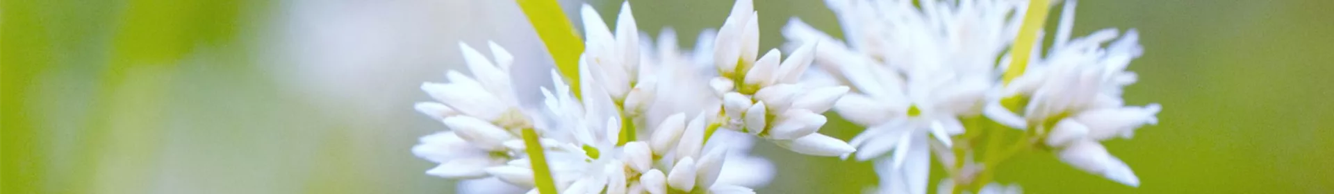 Schnee Marbel- Einpflanzen im Garten - Rosengut Langerwisch