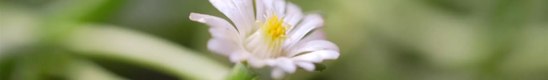 Kriechende Mittgsblume - Einpflanzen im Garten - Rosengut Langerwisch