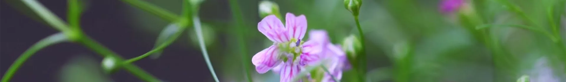 Sommer Schleierkraut - Einpflanzen im Garten - Rosengut Langerwisch