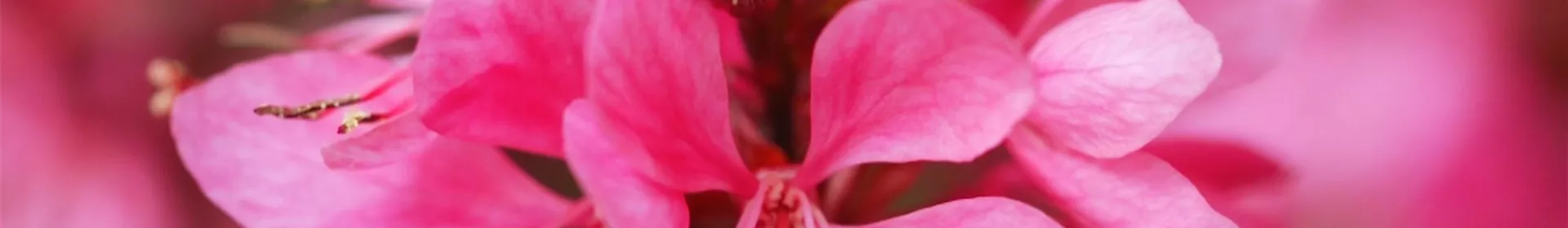 Prachtkerze - Einpflanzen im Garten - Rosengut Langerwisch