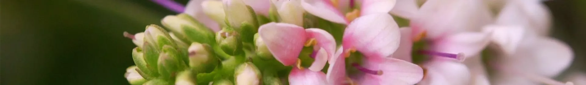 Strauchveronika - Einpflanzen im Garten - Rosengut Langerwisch