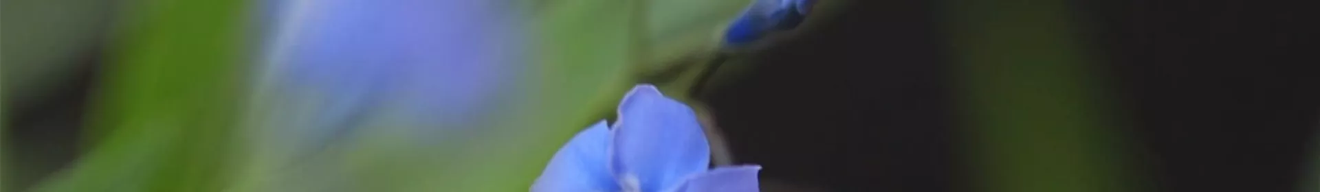 Texas Blaustern - Einpflanzen im Garten - Rosengut Langerwisch