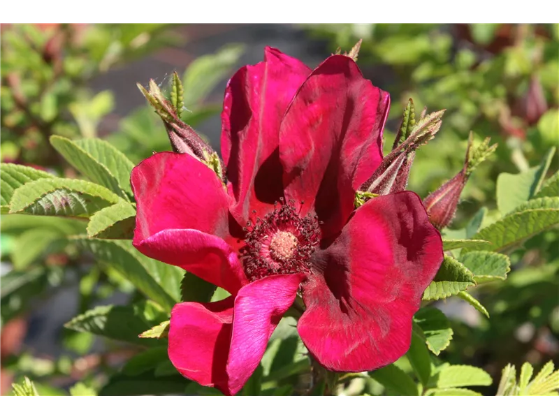 Rosa Rosa rugosa 'Strandperle Norderney®'