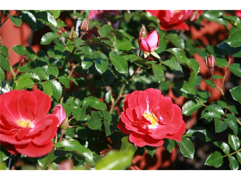 Rosa 'Caracho' 