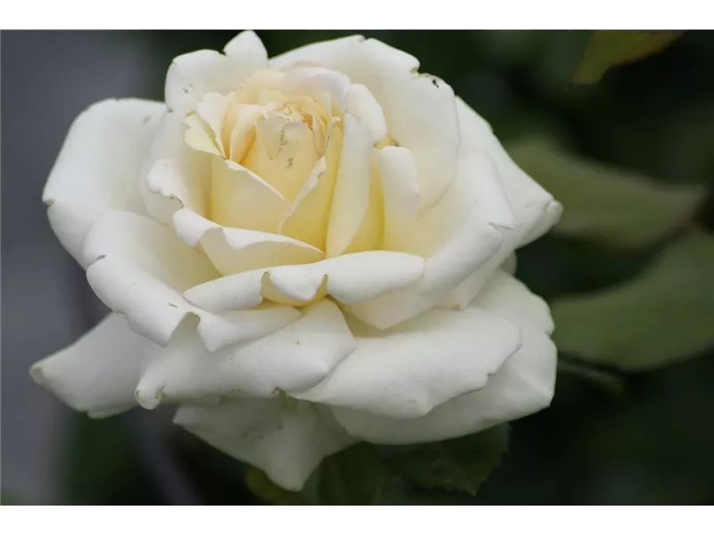 Rosa 'Ambiente®'