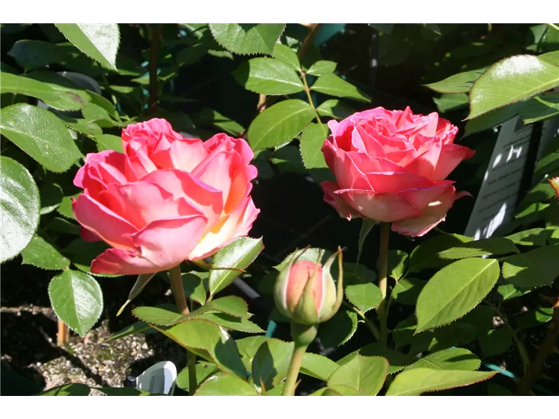 Rosa 'Auguste Escoffier®'